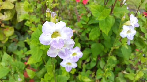 Goa Flowers - Download Goa Photos